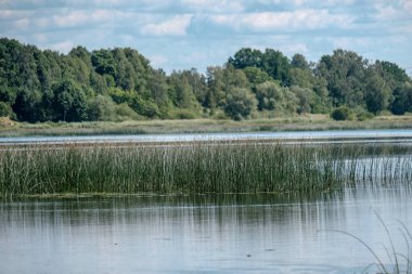 temiz su ve su çimen, bents ve yeşil yeşillik forest yakınındaki göl kenarında sakin yaz günü göster