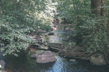 temiz su ve su çimen, bents ve yeşil yeşillik forest yakınındaki göl kenarında sakin yaz günü göster