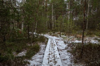 Ahşap tahta patika boardwalk bataklık alan rekreasyon turistler için. Çam ağaçları çıkmaza sokmak ve ilk kış öğleden sonra hafif kar.