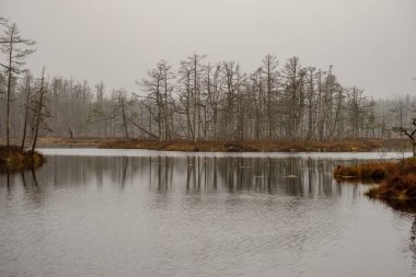 Manzaralı kuru çam ağaçları, su ve ilk kar yeşil çimenlerin üzerinde yansımaları ile bataklık. donuk akşam yıldırım
