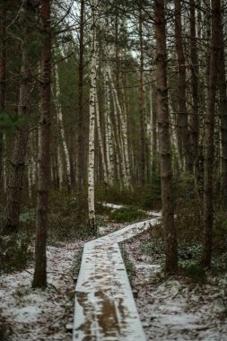 Ahşap tahta patika boardwalk bataklık alan rekreasyon turistler için. Çam ağaçları çıkmaza sokmak ve ilk kış öğleden sonra hafif kar.