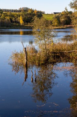 doğal vücut su. gölet yansımaları, ağaç ve bulutlarda sakin su yüzeyi ile