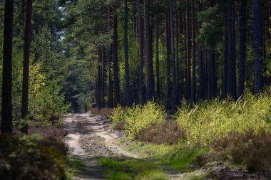 Boş toprak yol yeşil orman