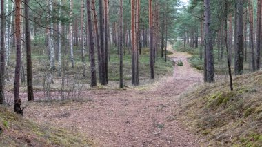 yapraklar ve ağaçlar etrafında ile perspektif içinde basit kırsal orman yolu