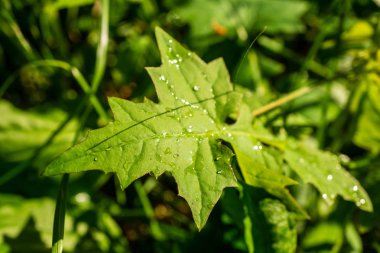 yeşil yaz yeşillik Ayrıntılar arka plan soyut. yaprak, çimen, bents ve dalları