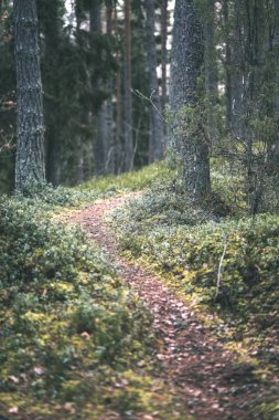 temiz çam ağacı orman çamur ve yeşil yaprakları ile toprak yol. koyu renkler