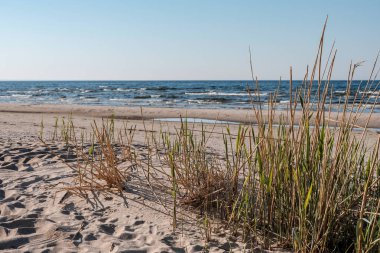 panoramik deniz plaj manzarası içinde kaya, bitkiler ve temiz su ile yaz aylarında güneşli bir gün
