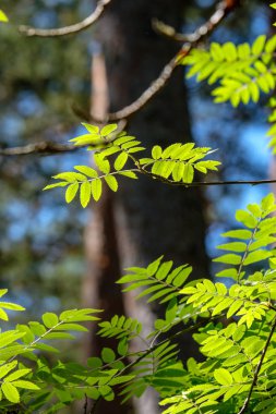 görüntü arka plan ve mavi gökyüzü karşı ışık sabah taze yeşil yeşillik ağaç yaprak