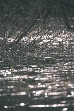 göl kıyısı ile su ulaşan ve inç küçük dalgalar halinde ön - vintage bir retro görünüm batan braches ile yeşil yaz ayrı ağaçlarda