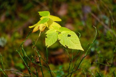 karanlık yapraklar sonbaharda orman katta. çam ağacı orman ağaçları moss ile