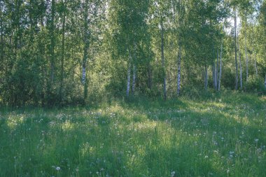 güzel yeşil çayır yakınındaki ormanda sıcak yaz günü yaz çiçek ile. yeşillik doku - vintage retro bak