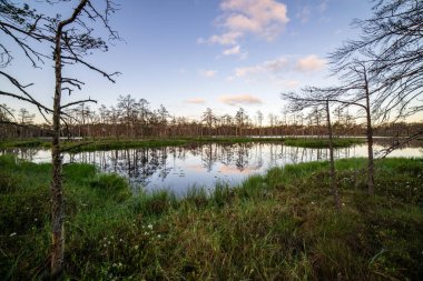 geç yaz, sakin su ve yeşil bitki örtüsü yansımalar akşam güneşi bataklık göller üzerinde