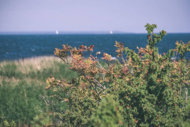 panoramik deniz plaj manzarası içinde kaya, bitkiler ve temiz su ile yaz aylarında güneşli bir gün