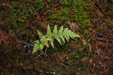 karanlık yapraklar sonbaharda orman katta. çam ağacı orman ağaçları moss ile