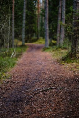 temiz çam ağacı orman çamur ve yeşil yaprakları ile toprak yol. koyu renkler