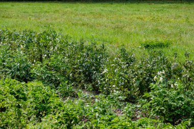 arka planlar ve dokuları tarafsız doku için hafif yaz aylarında derin yeşil yeşillik