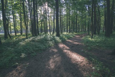 yapraklar ve ağaçlar çevresinde - vintage bir retro görünüm ile perspektif içinde basit kırsal orman yolu