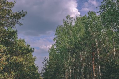 Alan Manzaralı yalnız çam ağaçları ve yeşil yaz yeşillik çevresi - vintage bir retro görünüm çim alanları ile bataklık