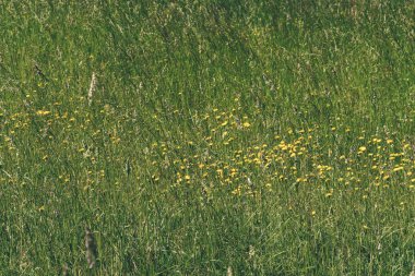 güzel yeşil çayır yakınındaki ormanda sıcak yaz günü yaz çiçek ile. yeşillik doku 