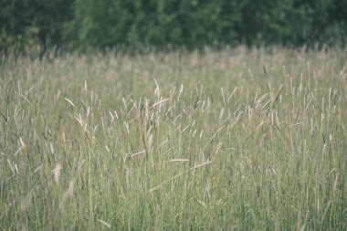 Gün ışığı, farklı çiçekler ile yeşil çayır