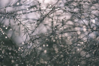 yağmur damlaları çalılar ıslak dallarında soyut yansımalar. arka plan doku güneş yansımaları ve yeşil döküm - vintage bir retro görünüm ile bulanıklık