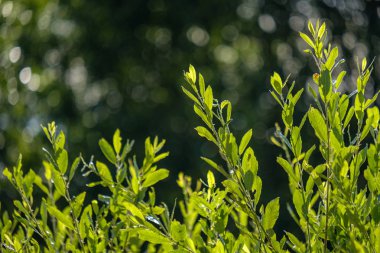 Seçici odak, gün ışığı yeşil bitkilerin