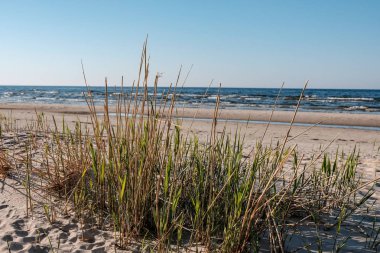panoramik deniz plaj manzarası içinde kaya, bitkiler ve temiz su ile yaz aylarında güneşli bir gün