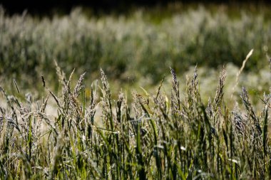 Yaz bitkiler ve bents tarihinde akşam güneşin altında arka plan bulanıklık. Yeşillik dokulu deseni