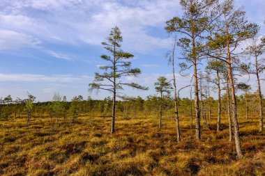 Alan Manzaralı yalnız çam ağaçları ve yaz yeşil yeşillik çevre çim alanları ile bataklık
