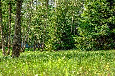 sert gölgeler ve orman parlak gün ışığında yaz yeşil yeşillik