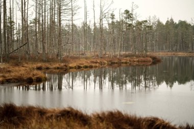 Manzaralı kuru çam ağaçları, su ve ilk kar yeşil çimenlerin üzerinde yansımaları ile bataklık. donuk akşam yıldırım
