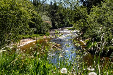 temiz su ve su çimen, bents ve yeşil yeşillik forest yakınındaki göl kenarında sakin yaz günü göster