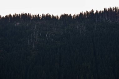 Çoklu Seviye alanları ve ormanları dağ bölgesinde. Slovakya. ağaçlar ve çayırlar üzerinde sis