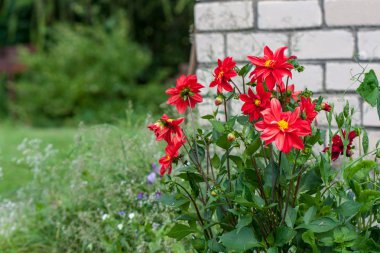 turuncu yaz çiçek yakın çekimler bulanıklık arka plan ile
