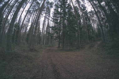 temiz çam ağacı orman çamur ve yeşil yaprakları ile toprak yol. koyu renkler
