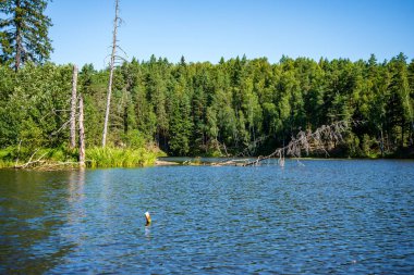 yaz günü suda kumtaşı kayalıklarla ve kuru ağaç ormanları içine Nehri sakin. karanlık su nehir Brasla, Letonya