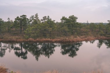 doğal vücut su. Gölet yansımaları, ağaç ve sakin su yüzeyi - vintage bir retro görünüm bulutlarda ile