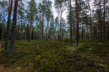 herdem yeşil orman Ladin ve çam ağacı dalları altında. Mayo ve boş yere ile düşük ışık ayrıntıları