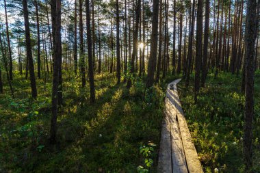 Ahşap tahta patika boardwalk bataklık alan rekreasyon turistler için. Çam ağaçları çıkmaza sokmak ve ilk kış öğleden sonra hafif kar