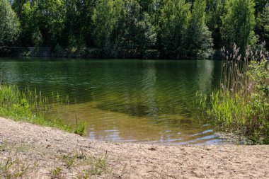 temiz su ve su çimen, bents ve yeşil yeşillik forest yakınındaki göl kenarında sakin yaz günü göster