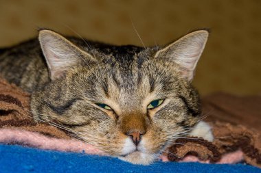 yakın çekim yerli kedi evinde doğal ortamda vurdu