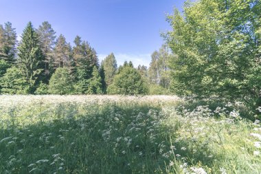güzel yeşil çayır yakınındaki ormanda sıcak yaz günü yaz çiçek ile. yeşillik doku - vintage retro bak