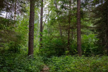 Orman detaylarla ağaç gövdeleri ve yaz yeşil yeşillik
