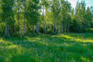 güzel yeşil çayır yakınındaki ormanda sıcak yaz günü yaz çiçek ile. yeşillik doku 