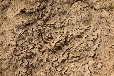 kuru arazi doku su vücut yakınındaki bazı yeşil bitkiler ile