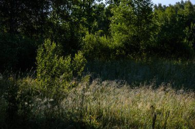 Yaz bitkiler ve bents tarihinde akşam güneşin altında arka plan bulanıklık. Yeşillik dokulu deseni
