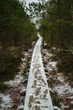Ahşap tahta patika boardwalk bataklık alan rekreasyon turistler için. Çam ağaçları çıkmaza sokmak ve ilk kış öğleden sonra hafif kar.