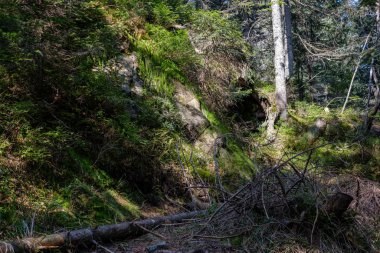Orman ağaç gövdeleri ve yaz kayalarda detaylarla