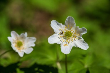 kırsal Bahçe çiçek üzerinde arka plan ve yeşil yapraklar yaz aylarında bulanıklık