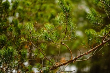 çam ağacı sandıklar ve dalları bataklık bölgede yeşil iğne ile. parlak renkler ve bulanıklık arka plan